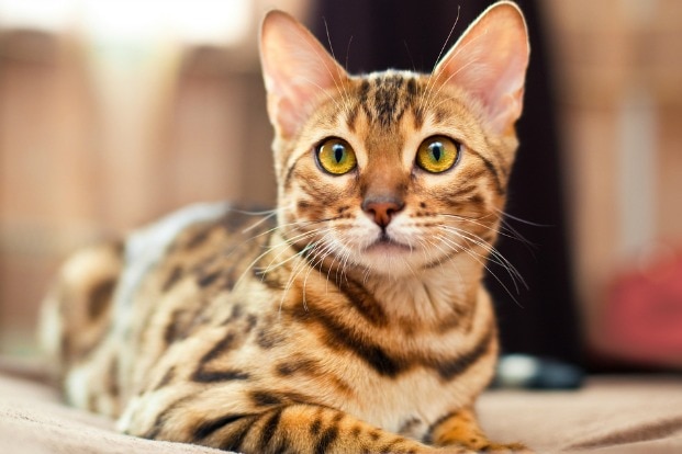 Hybrid Cat