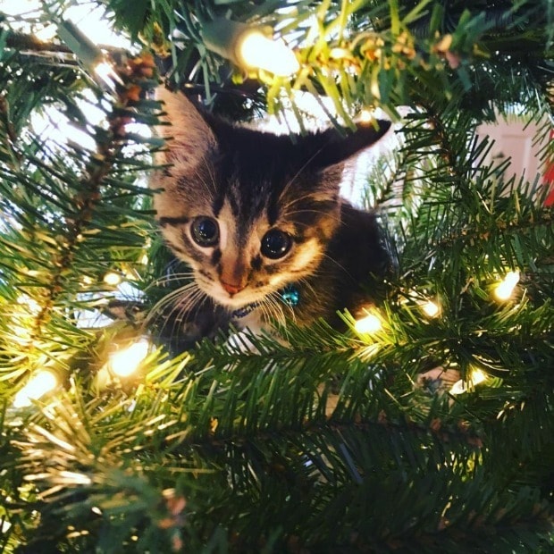 15 Cats Who Wouldn’t Do Well in Santa’s Workshop | BeChewy