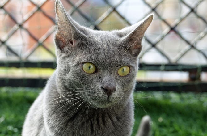 Cat Breeds At Risk of Extinction: The 13 most rare breeds of beautiful cat  in the world - including the gorgeous Korat cat breed