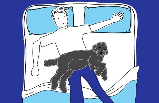 Dog in bed - the lap dog