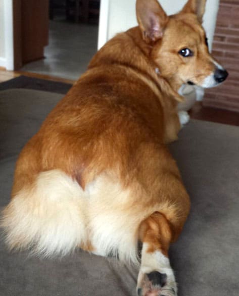 15 Corgi Butts That Might Break The Internet Bechewy 