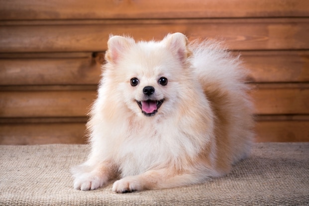 Oldest best sale living pomeranian