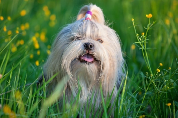 10 Longest Living Dog Breeds | BeChewy