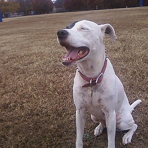 Bianca the dog