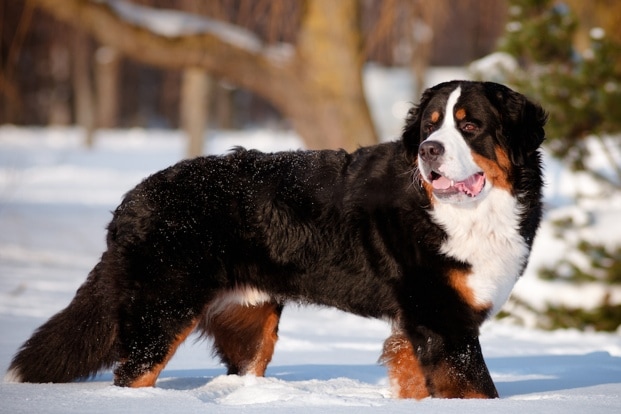 Small store masculine dogs