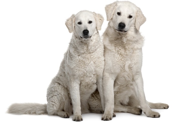 Kuvasz
