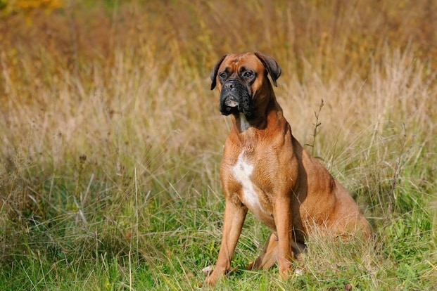 10 Manly Dog Breeds BeChewy