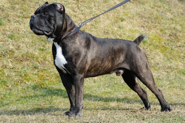 Manly small dog outlet breeds