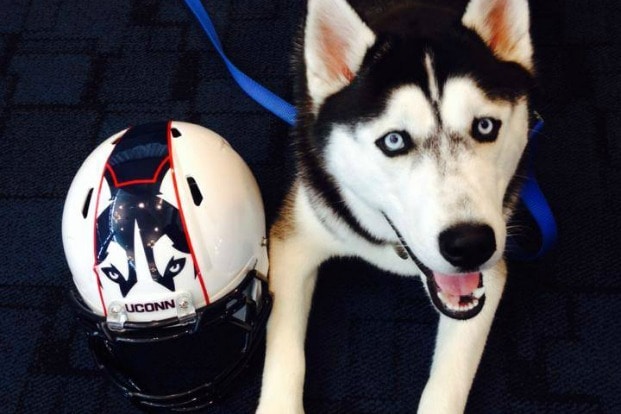 Husky, University of Connecticut