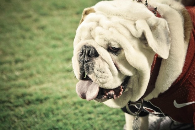 English Bulldog, University of Georgia