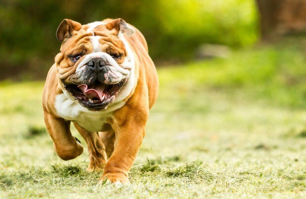 mellow large dog breeds