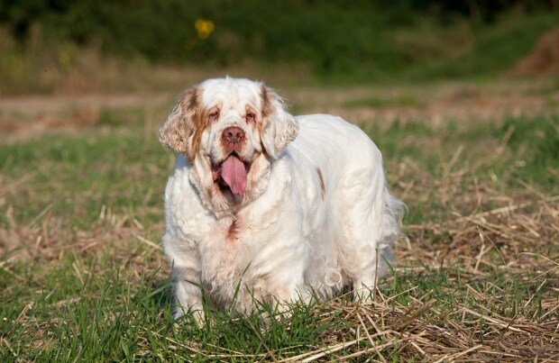 mellow large dog breeds