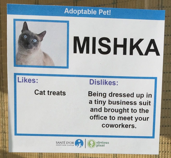 Comedian Creates Funny Adoption Profiles For Shelter Cats Bechewy 