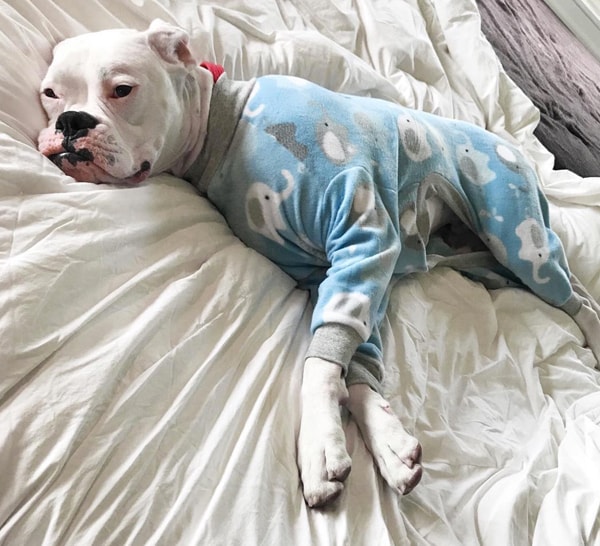 Dog Pajamas, Monkey