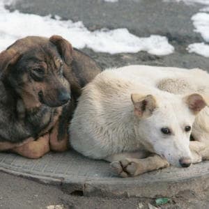 Moscow sales metro dogs