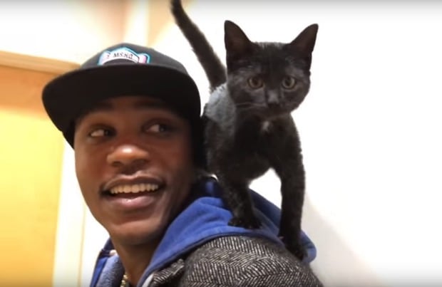 Moshow the Cat Rapper Gives Kitties Hip Hop Love | BeChewy