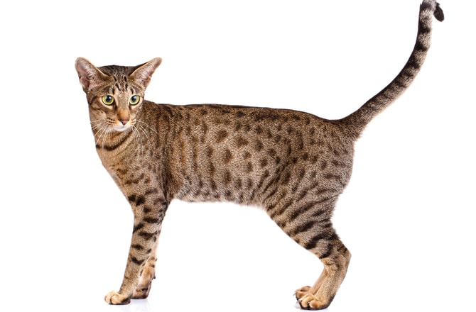 Beautiful best sale cat breeds