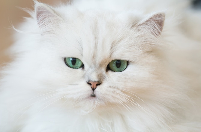 The 10 Most Beautiful Cat Breeds