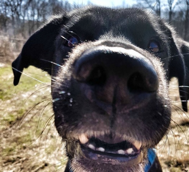 Dogs store booping noses