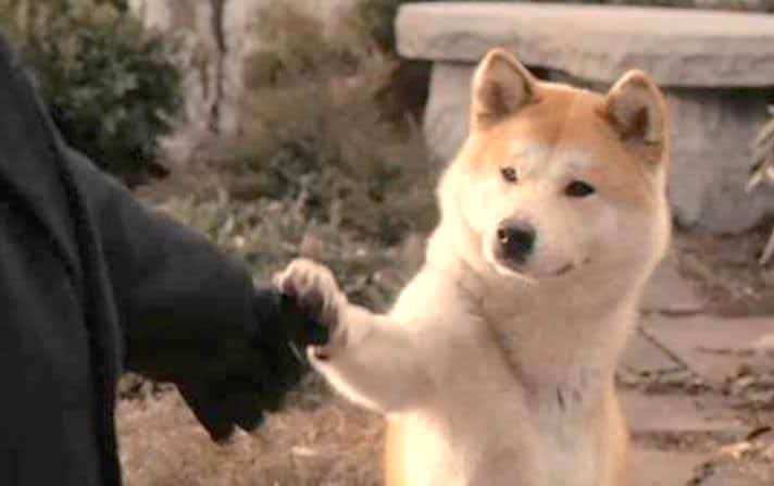 are american akitas good guard dogs