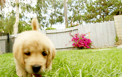 Potty breaks allow your puppy to explore his surroundings. Via Giphy