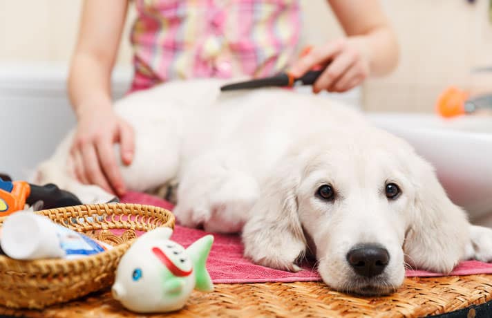 Choose the right comb and brush that works best on your puppy's coat. luriiSokolov/iStock/Thinkstock