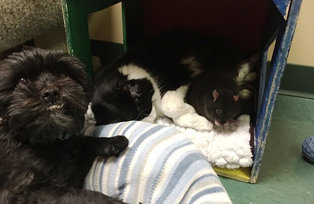 Rat pack in the shelter