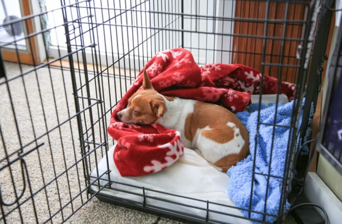 What to Put in Your Puppy's Crate at Night - Orvis News