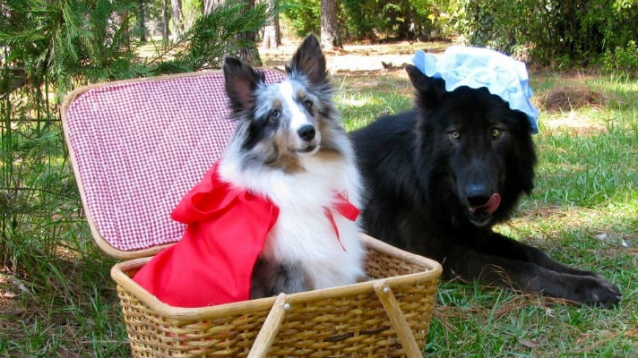 Dogs in Little Red Riding Hood costumes