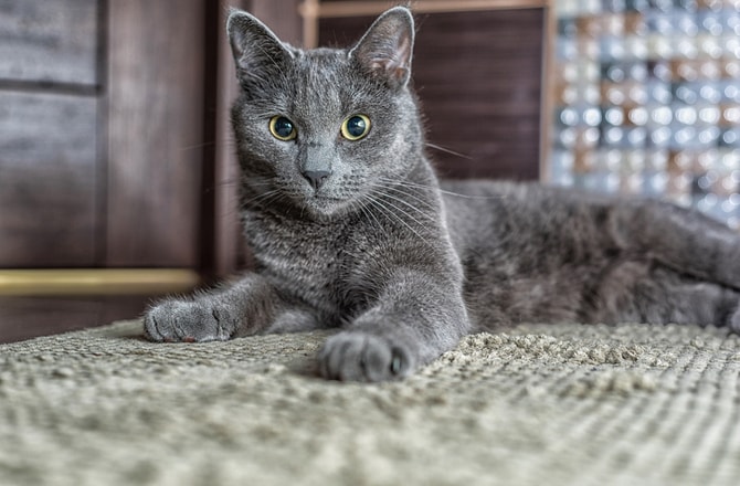 The 10 Most Beautiful Cat Breeds