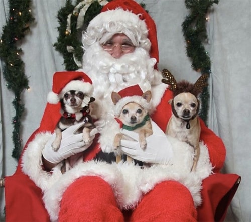 Santa dogs hot sale