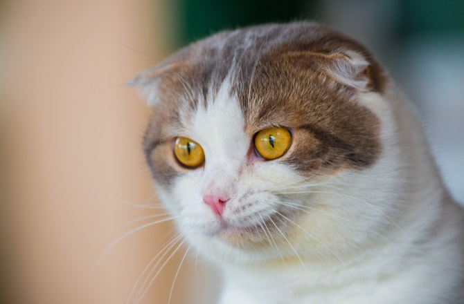 Unusual Cat Breeds with Folded or Curled Ears