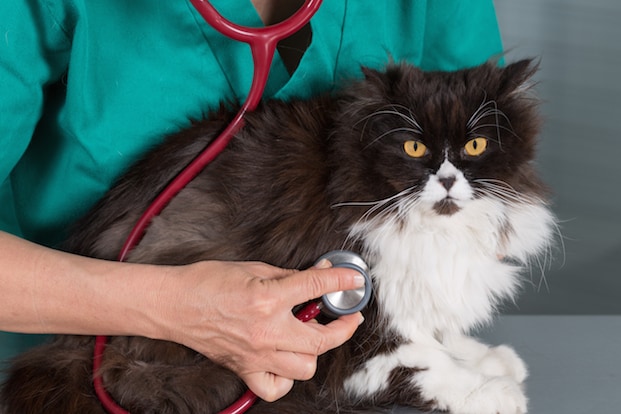 Make Vet Visits a Priority
