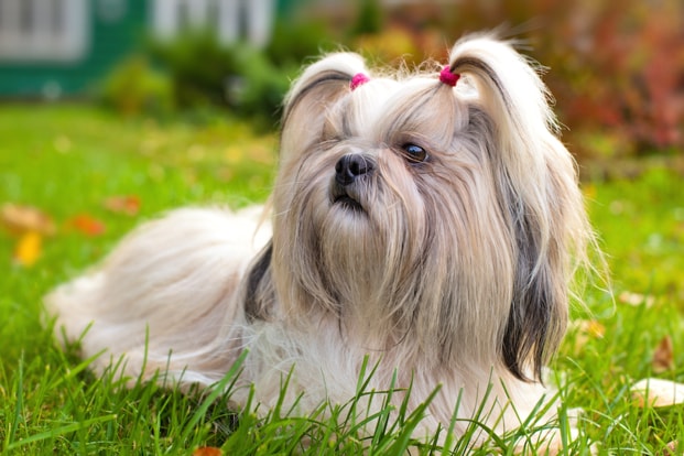 8 Royal Dog Breeds | BeChewy