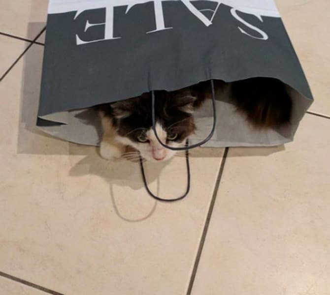 13 Cats Who Are Loving Your Black Friday Deals | BeChewy