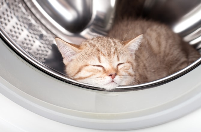Кот прячется в стиральной машине