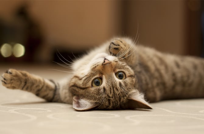 Кошка лежит на кафельном полу