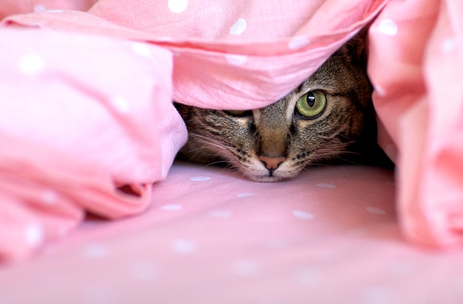 Кошка прячется в постели