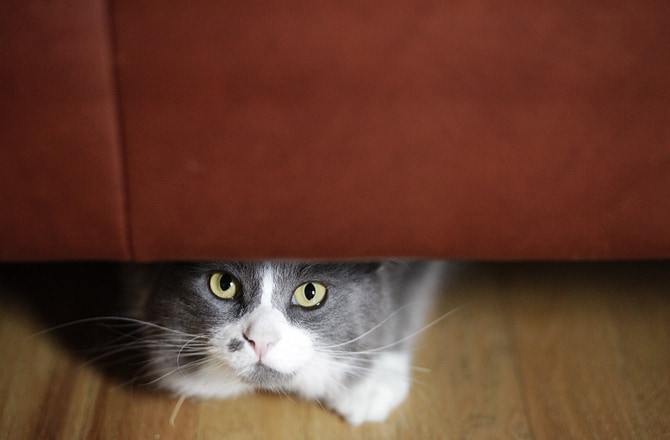 Кот прячется под диваном