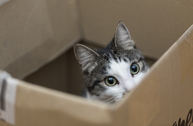 Кот прячется в коробке