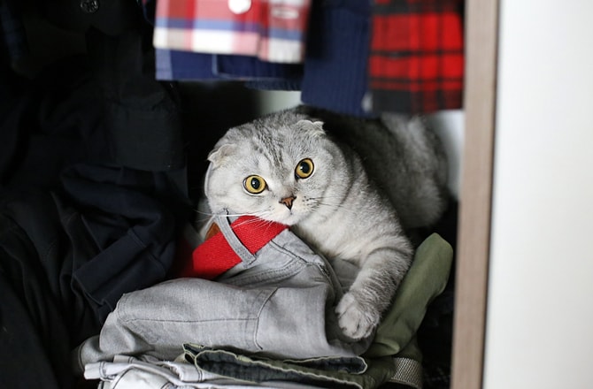 Кот прячется в шкафу