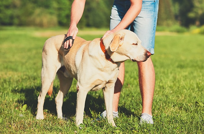 how do you bond with a skittish dog