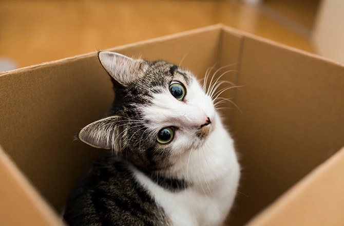 Cat sitting in a box