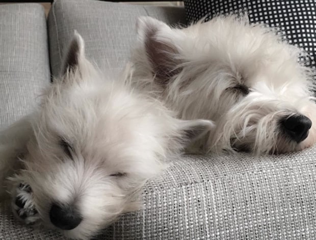 Emma the Westie napping