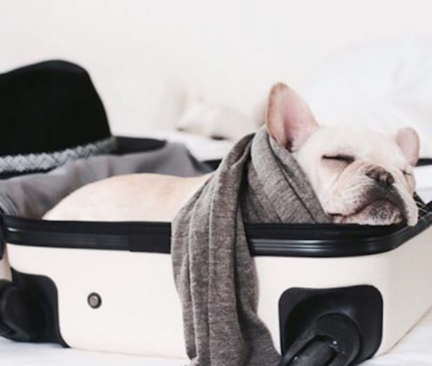 Frenchie asleep in a suitcase