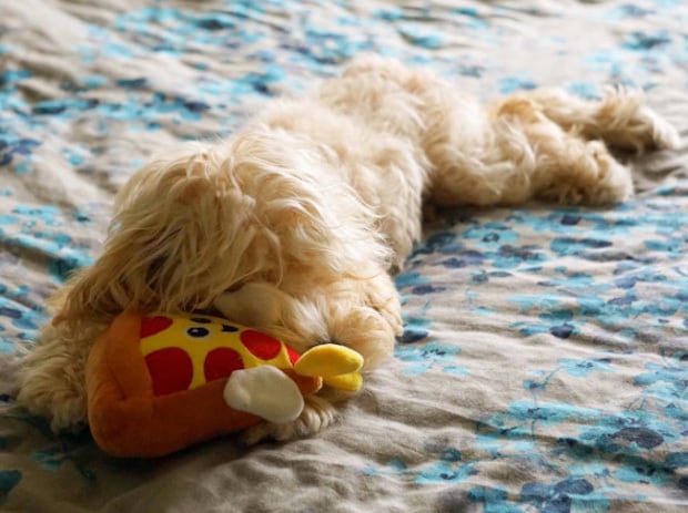 Puppy asleep with pizza toy