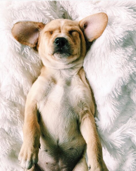 Puppy asleep