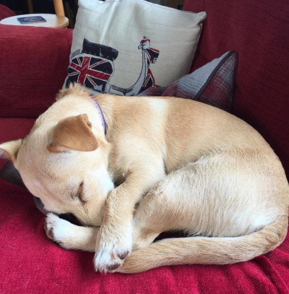 Sleeping puppy