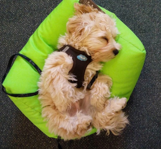 Sleeping Theo