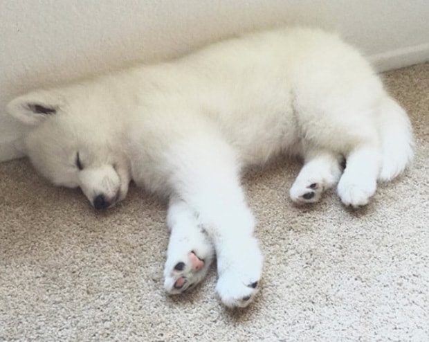 Puppy sleeping on the carpet